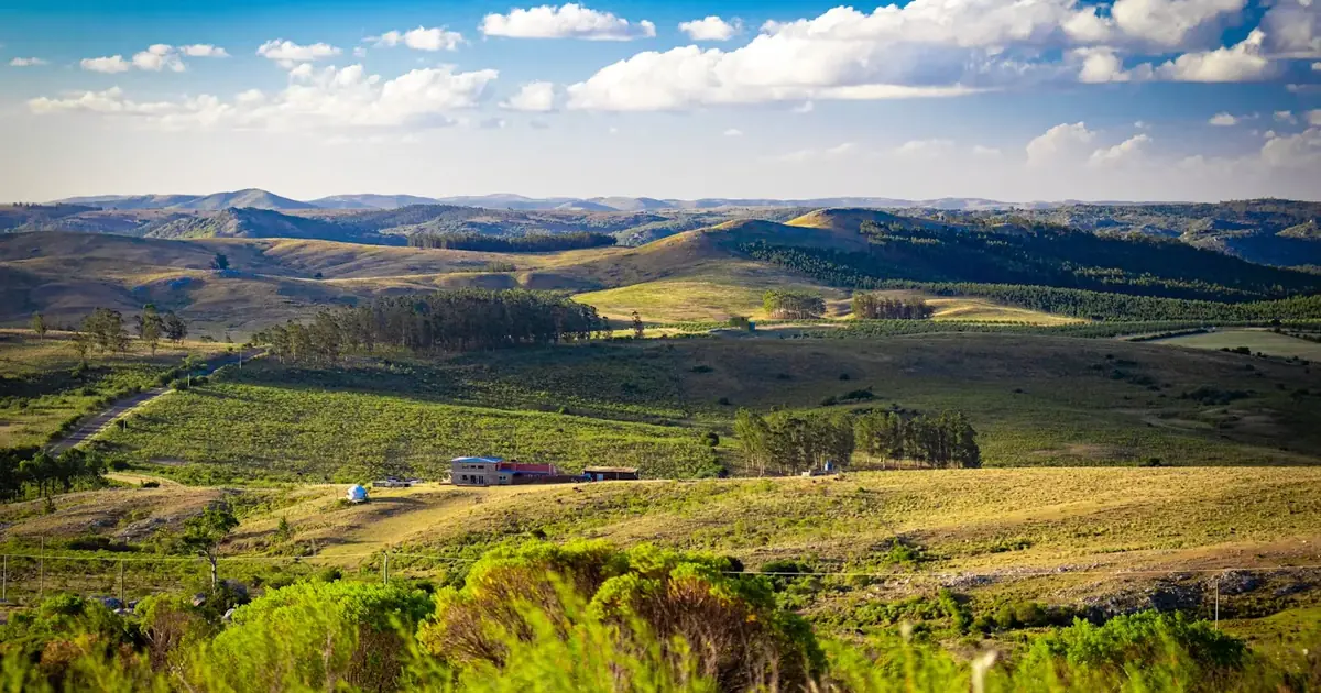 Green hills and farmland in the Uruguayan countryside under a blue sky